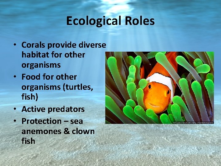 Ecological Roles • Corals provide diverse habitat for other organisms • Food for other