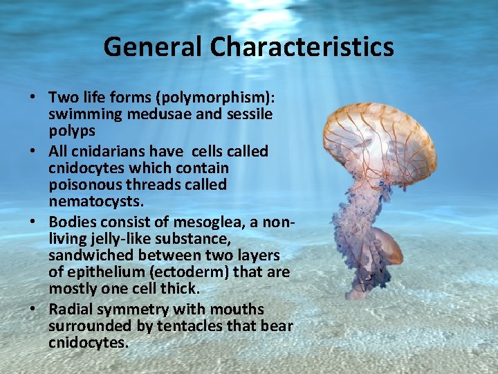 General Characteristics • Two life forms (polymorphism): swimming medusae and sessile polyps • All