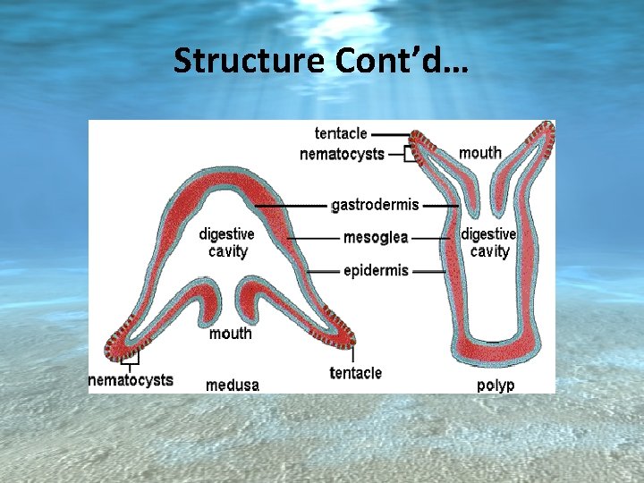 Structure Cont’d… 