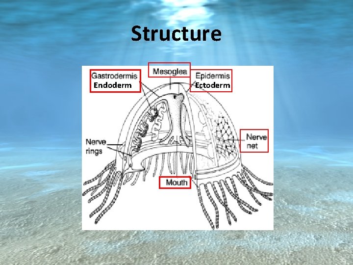 Structure Endoderm Ectoderm 