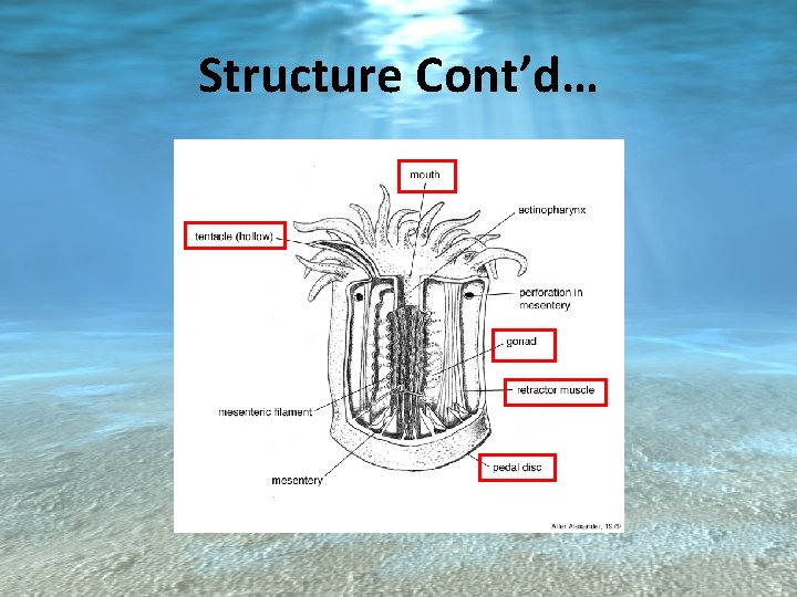 Structure Cont’d… 