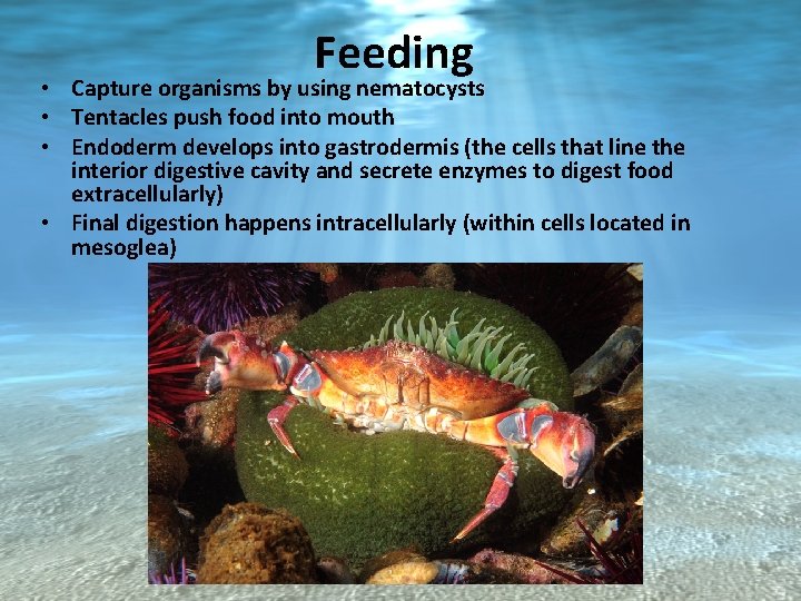 Feeding • Capture organisms by using nematocysts • Tentacles push food into mouth •