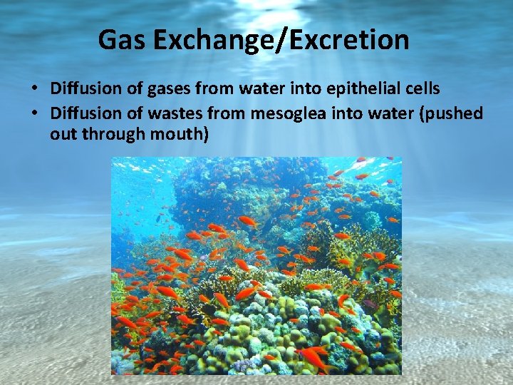Gas Exchange/Excretion • Diffusion of gases from water into epithelial cells • Diffusion of