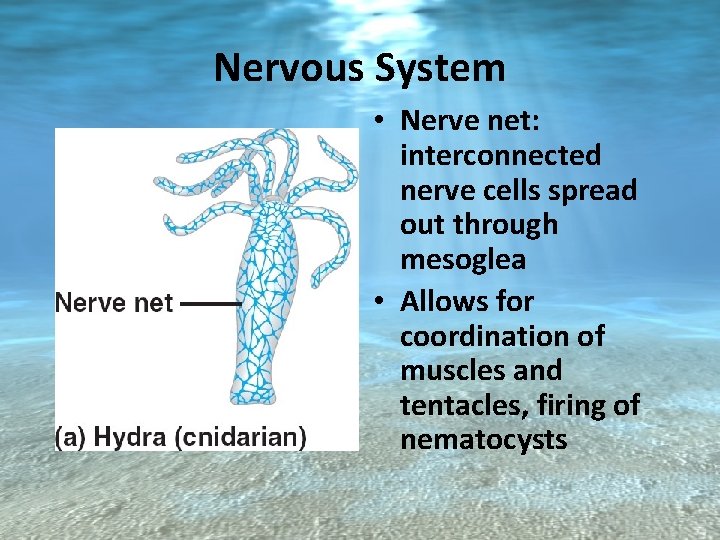 Nervous System • Nerve net: interconnected nerve cells spread out through mesoglea • Allows