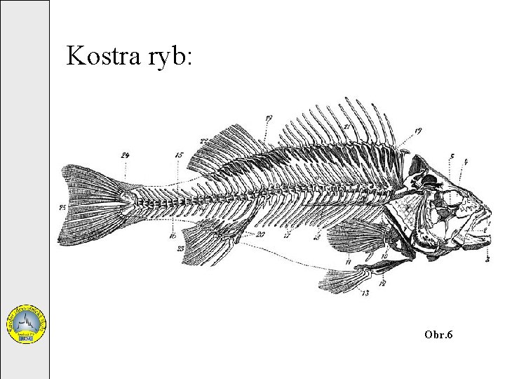 Kostra ryb: Obr. 6 