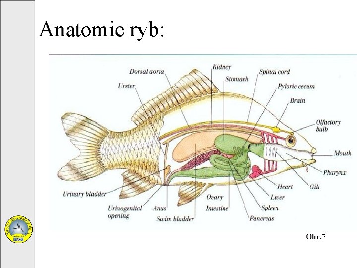 Anatomie ryb: Obr. 7 