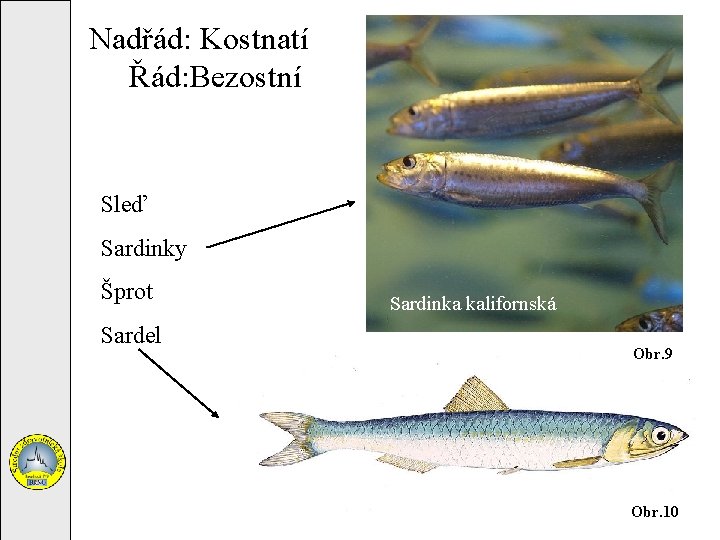 Nadřád: Kostnatí Řád: Bezostní Sleď Sardinky Šprot Sardel Sardinka kalifornská Obr. 9 Obr. 10