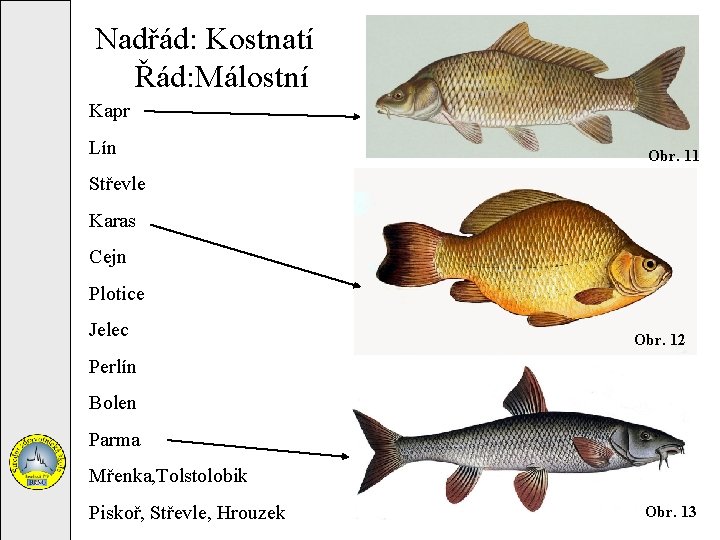 Nadřád: Kostnatí Řád: Málostní Kapr Lín Obr. 11 Střevle Karas Cejn Plotice Jelec Obr.