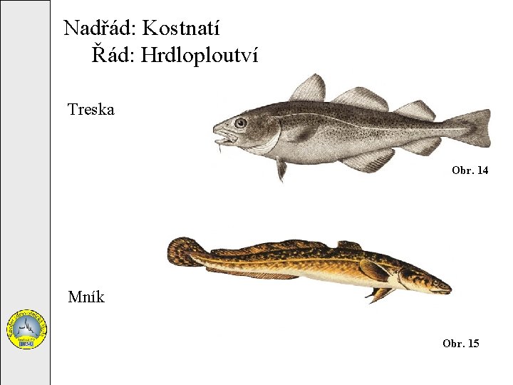 Nadřád: Kostnatí Řád: Hrdloploutví Treska Obr. 14 Mník Obr. 15 