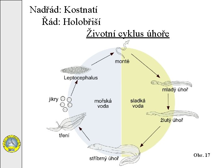 Nadřád: Kostnatí Řád: Holobřiší Životní cyklus úhoře Obr. 17 