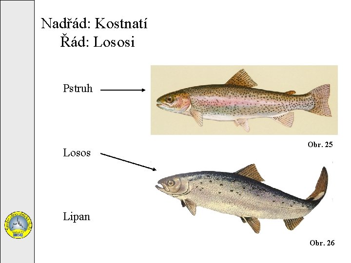 Nadřád: Kostnatí Řád: Lososi Pstruh Losos Obr. 25 Lipan Obr. 26 