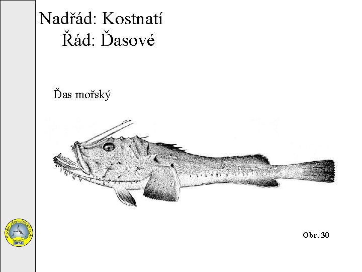 Nadřád: Kostnatí Řád: Ďasové Ďas mořský Obr. 30 