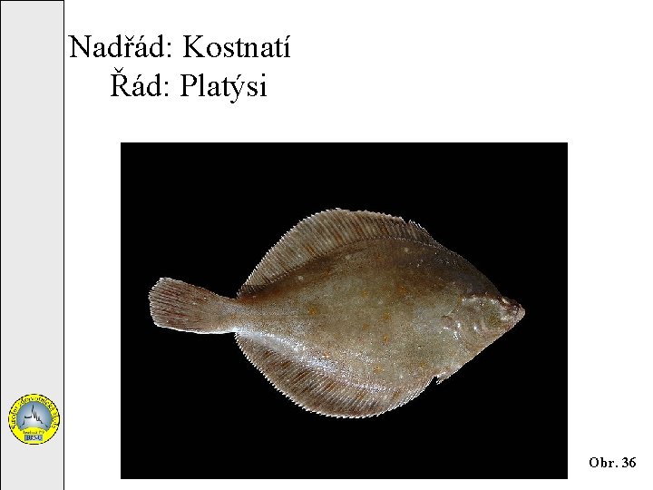 Nadřád: Kostnatí Řád: Platýsi Obr. 36 