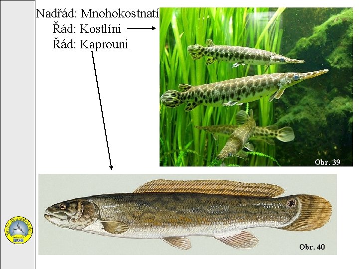 Nadřád: Mnohokostnatí Řád: Kostlíni Řád: Kaprouni Obr. 39 Obr. 40 