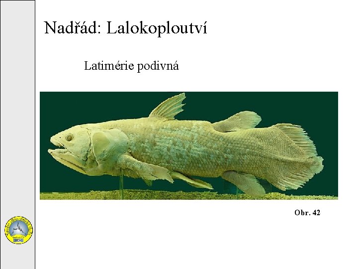 Nadřád: Lalokoploutví Latimérie podivná Obr. 42 