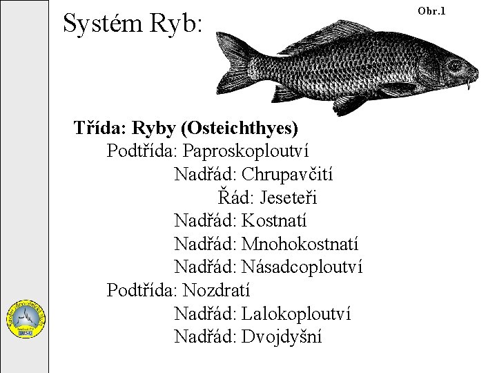 Systém Ryb: Třída: Ryby (Osteichthyes) Podtřída: Paproskoploutví Nadřád: Chrupavčití Řád: Jeseteři Nadřád: Kostnatí Nadřád: