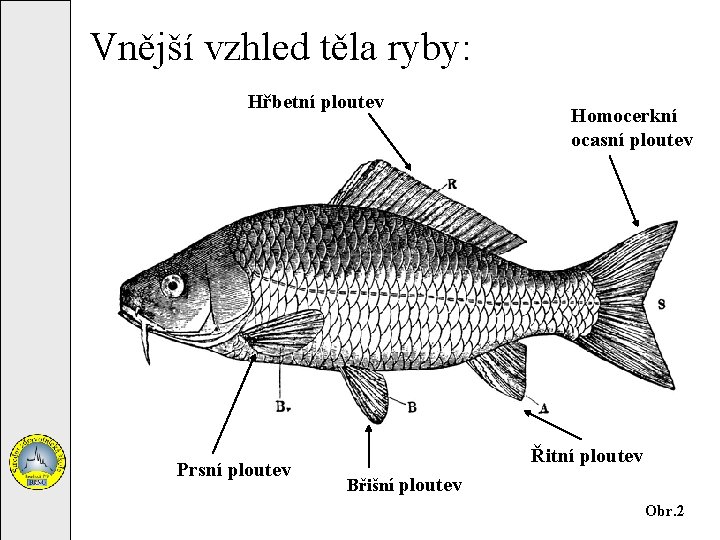 Vnější vzhled těla ryby: Hřbetní ploutev Prsní ploutev Homocerkní ocasní ploutev Řitní ploutev Břišní