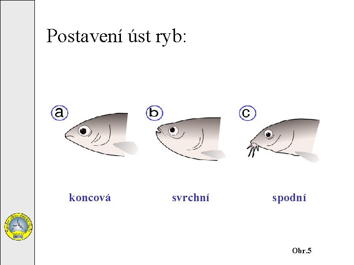 Postavení úst ryb: koncová svrchní spodní Obr. 5 