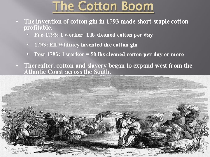 The Cotton Boom • The invention of cotton gin in 1793 made short-staple cotton