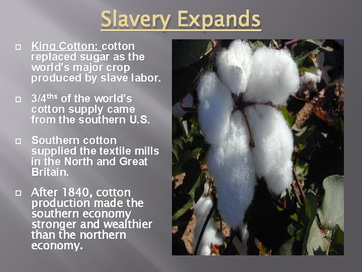 Slavery Expands King Cotton: cotton replaced sugar as the world’s major crop produced by