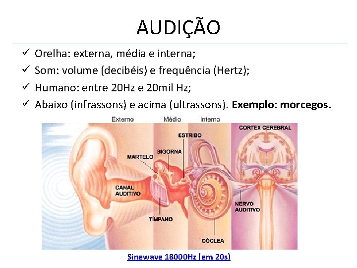 AUDIÇÃO ü ü Orelha: externa, média e interna; Som: volume (decibéis) e frequência (Hertz);
