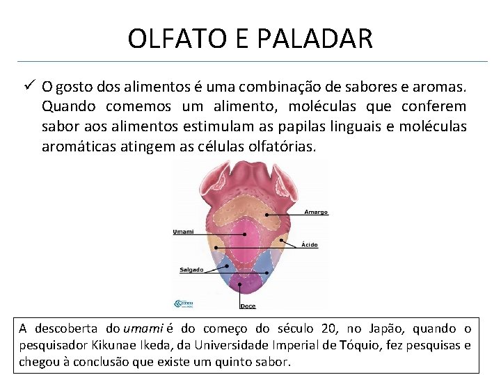 OLFATO E PALADAR ü O gosto dos alimentos é uma combinação de sabores e