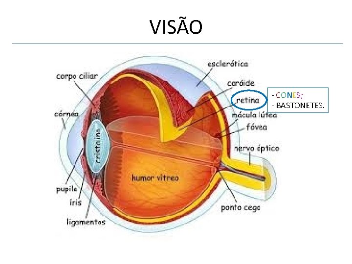 VISÃO - CONES; - BASTONETES. 
