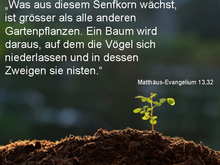 „Was aus diesem Senfkorn wächst, ist grösser als alle anderen Gartenpflanzen. Ein Baum wird