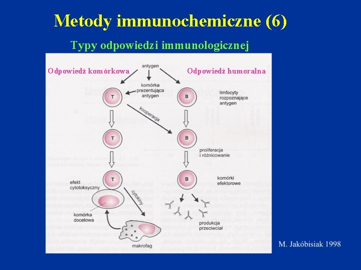 Metody immunochemiczne (6) Typy odpowiedzi immunologicznej Odpowiedź komórkowa Odpowiedź humoralna 