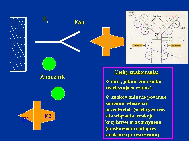 Fc Znacznik Fab Cechy znakowania: v ilość, jakość znacznika zwiększająca czułość E 1 E