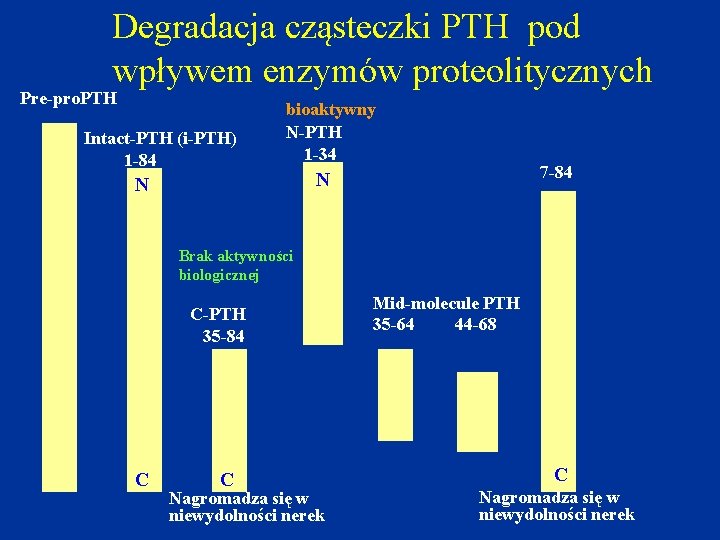 Degradacja cząsteczki PTH pod wpływem enzymów proteolitycznych Pre-pro. PTH Intact-PTH (i-PTH) 1 -84 bioaktywny