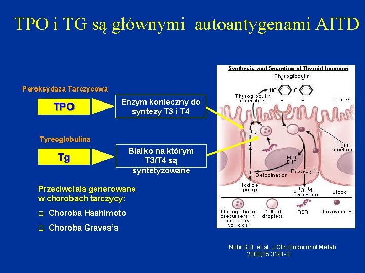 TPO i TG są głównymi autoantygenami AITD Peroksydaza Tarczycowa TPO Enzym konieczny do syntezy