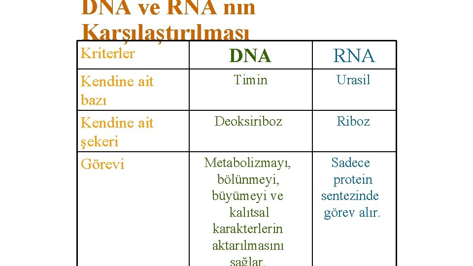 DNA ve RNA nın Karşılaştırılması Kriterler Kendine ait bazı Kendine ait şekeri Görevi DNA