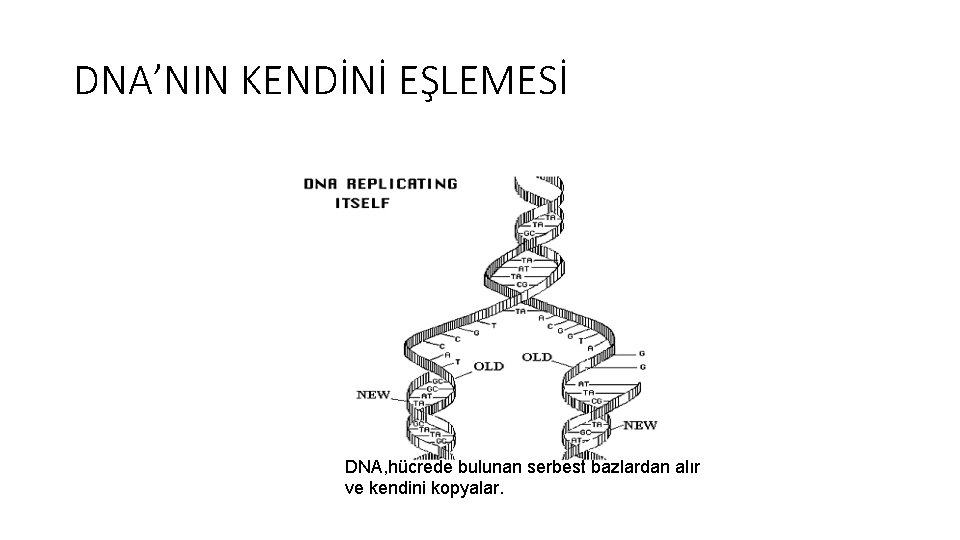 DNA’NIN KENDİNİ EŞLEMESİ DNA, hücrede bulunan serbest bazlardan alır ve kendini kopyalar. 