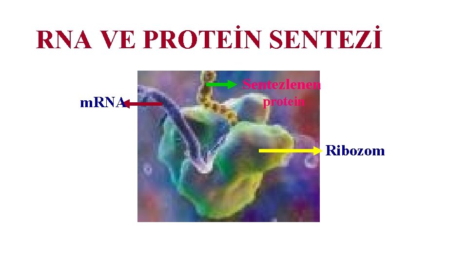 RNA VE PROTEİN SENTEZİ Sentezlenen m. RNA protein Ribozom 