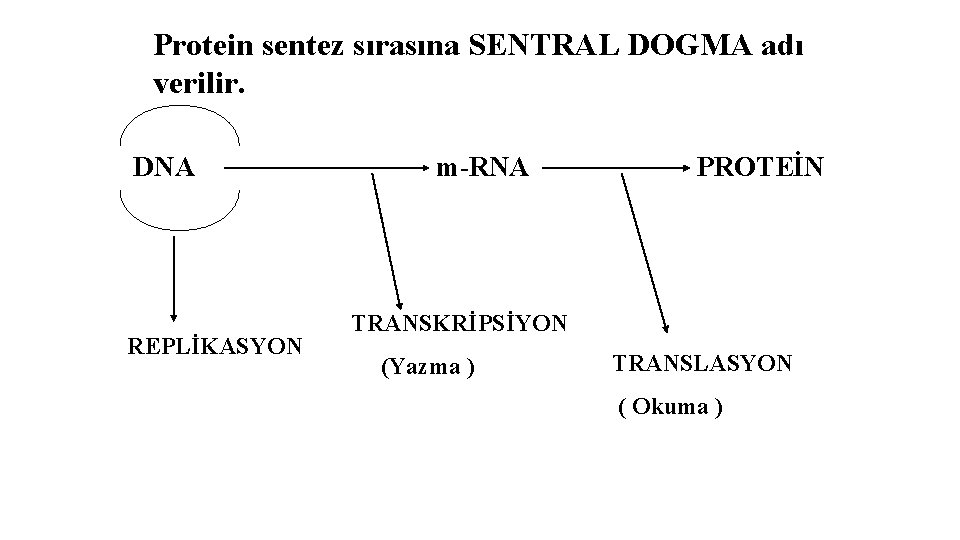 Protein sentez sırasına SENTRAL DOGMA adı verilir. DNA REPLİKASYON m-RNA PROTEİN TRANSKRİPSİYON (Yazma )