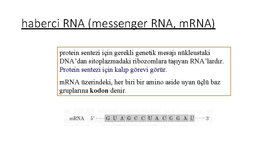 haberci RNA (messenger RNA, m. RNA) protein sentezi için gerekli genetik mesajı nükleustaki DNA’dan