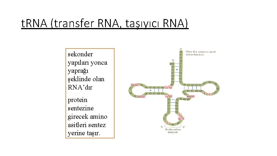 t. RNA (transfer RNA, taşıyıcı RNA) sekonder yapıları yonca yaprağı şeklinde olan RNA’dır protein