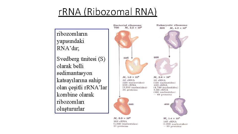 r. RNA (Ribozomal RNA) ribozomların yapısındaki RNA’dır; Svedberg ünitesi (S) olarak belli sedimantasyon katsayılarına