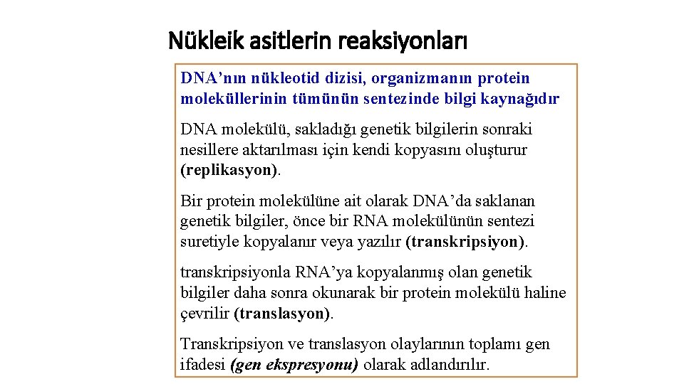 Nükleik asitlerin reaksiyonları DNA’nın nükleotid dizisi, organizmanın protein moleküllerinin tümünün sentezinde bilgi kaynağıdır DNA