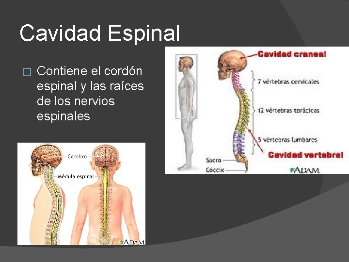 Cavidad Espinal � Contiene el cordón espinal y las raíces de los nervios espinales