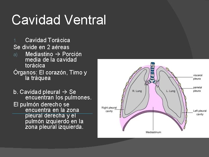 Cavidad Ventral Cavidad Torácica Se divide en 2 aéreas a) Mediastino Porción media de