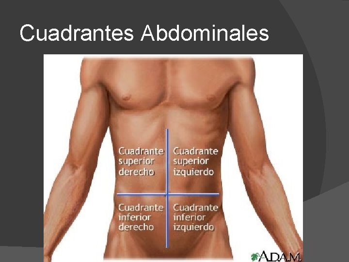 Cuadrantes Abdominales 