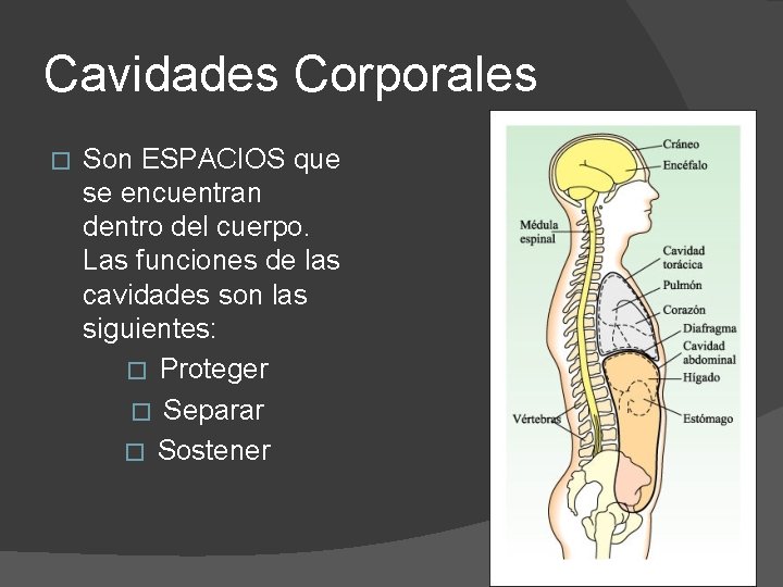 Cavidades Corporales � Son ESPACIOS que se encuentran dentro del cuerpo. Las funciones de