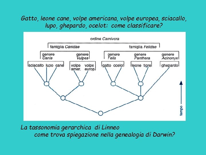 Gatto, leone cane, volpe americana, volpe europea, sciacallo, lupo, ghepardo, ocelot: come classificare? La