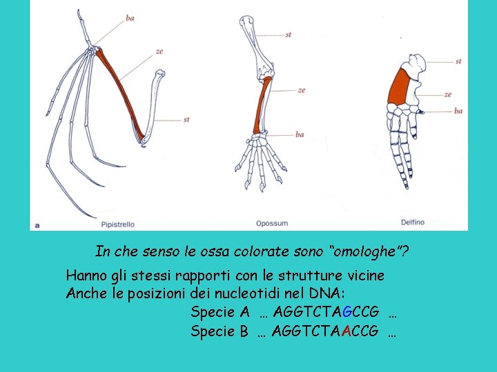 In che senso le ossa colorate sono “omologhe”? Hanno gli stessi rapporti con le