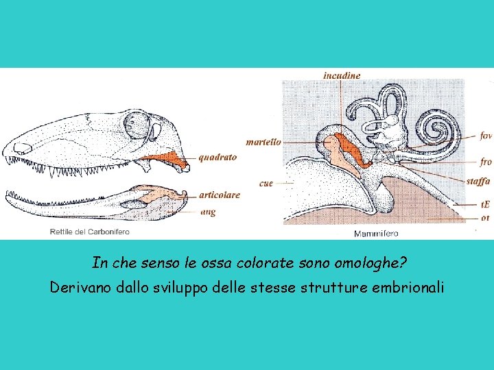 In che senso le ossa colorate sono omologhe? Derivano dallo sviluppo delle stesse strutture