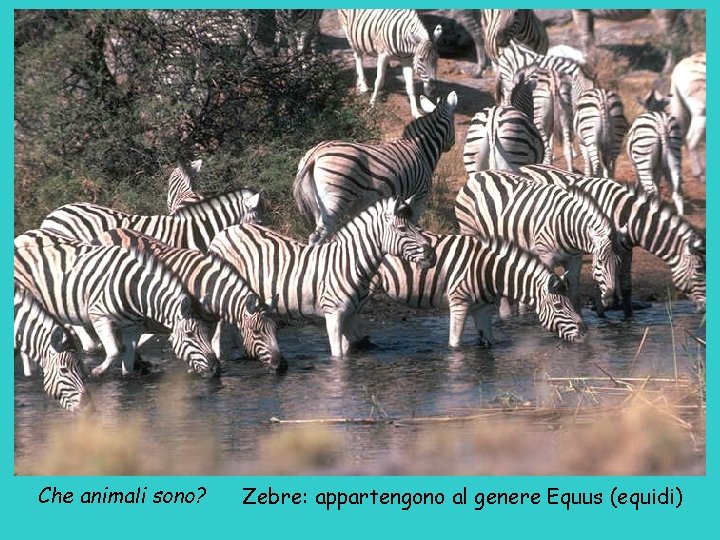 Che animali sono? Zebre: appartengono al genere Equus (equidi) 