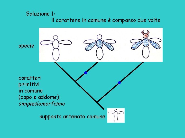 Soluzione 1: il carattere in comune è comparso due volte specie caratteri primitivi in