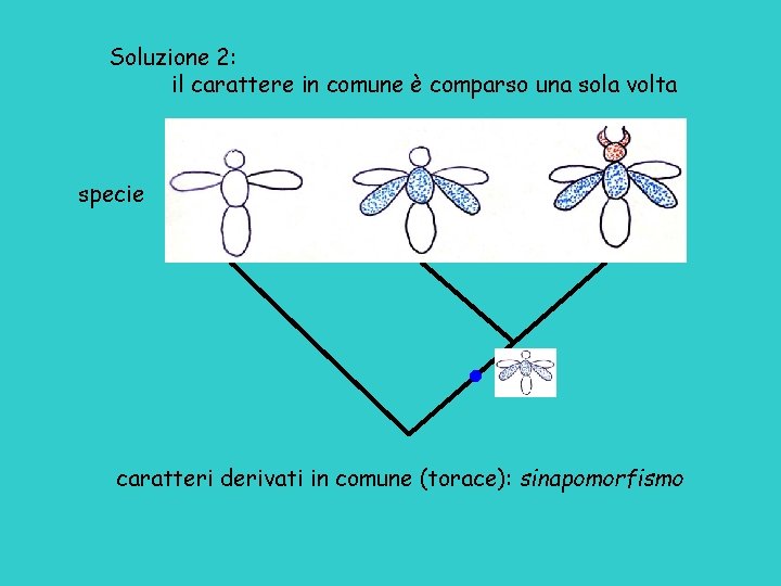 Soluzione 2: il carattere in comune è comparso una sola volta specie caratteri derivati